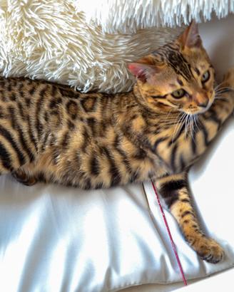 Cuccioli Bengala (Pedigree) alta Genealogia