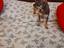 Immagine 4