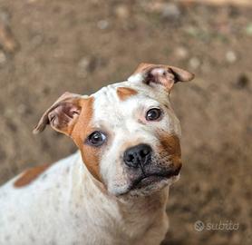 Pitbull Adba 5 mesi