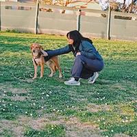 Dog Sitter Ostia - Passeggiate, house sitting,