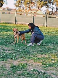 Dog Sitter Ostia - Passeggiate, house sitting,