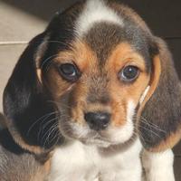 Ultimo cucciolo di beagle con pedigree enci