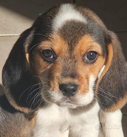 Ultimo cucciolo di beagle con pedigree enci