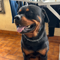 Rottweiler maschio disponibile per monta
