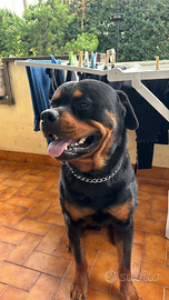 Rottweiler maschio disponibile per monta