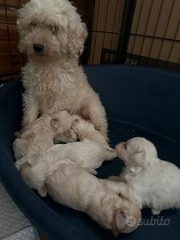 Cuccioli Maltipoo