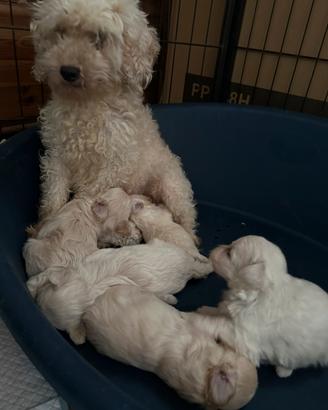 Cuccioli Maltipoo