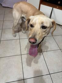 Cane meticcio/labrador di un anno e mezzo