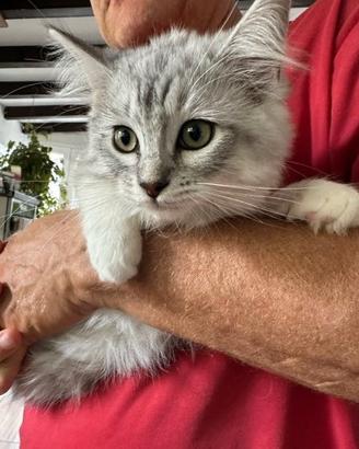 Femmina Cucciolo Gatto Siberiano pedigree