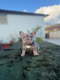 Bulldog francese