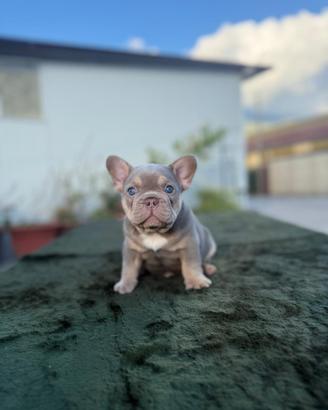 Bulldog francese