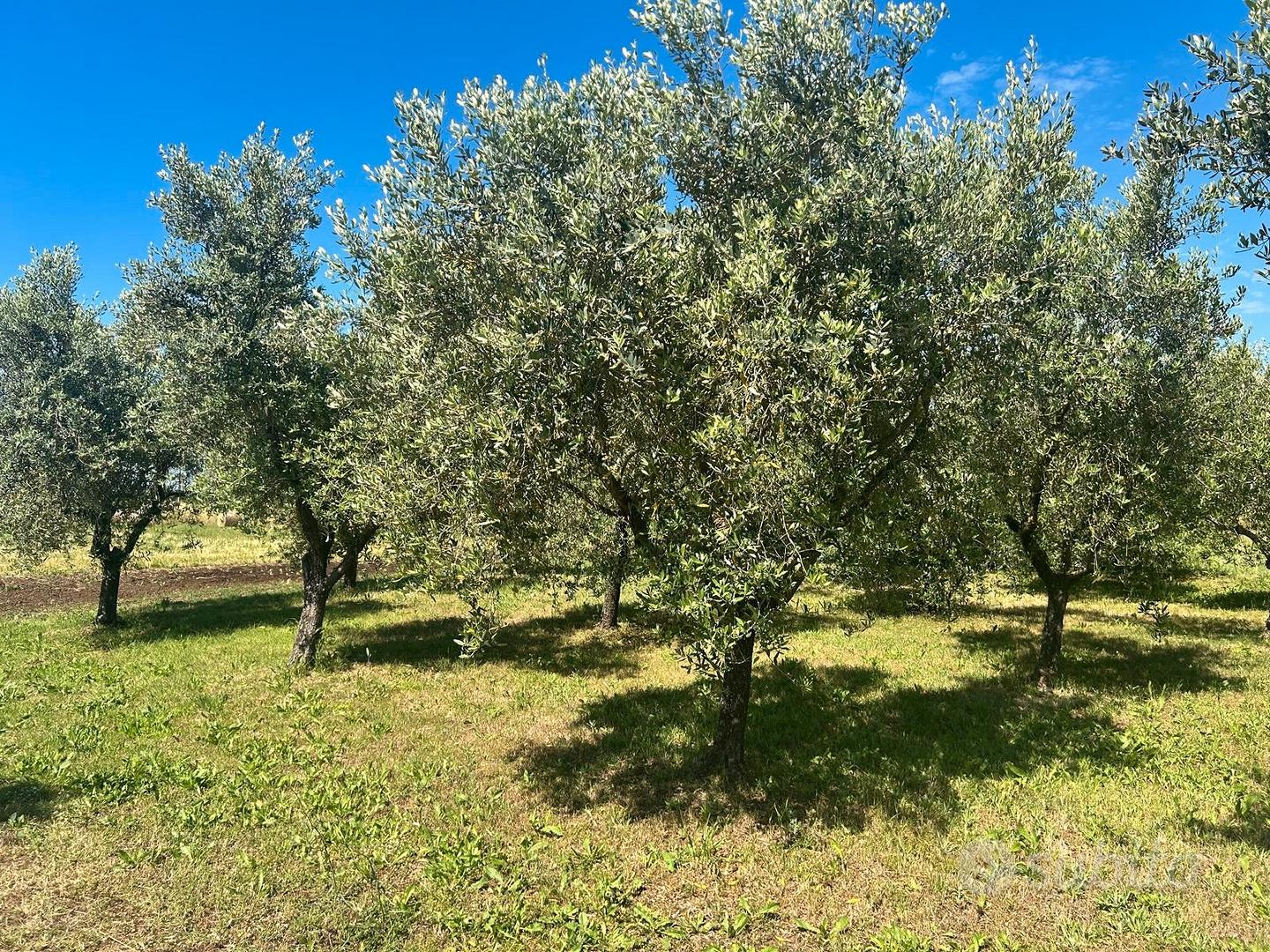 Terreno Agricolo con magazzino - Vista 6