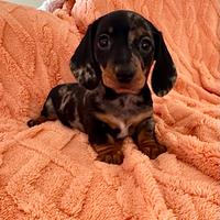 Cucciola di bassotto