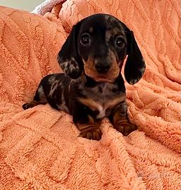 Cucciola di bassotto