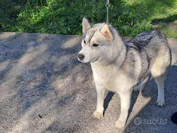 Siberian Husky