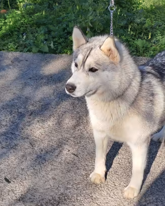 Siberian Husky