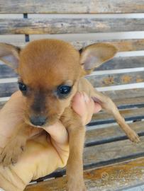 Chiwawa