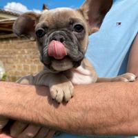 Bulldog francese