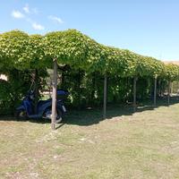 Venturina appartamento loc azione