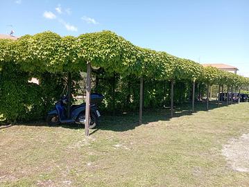 Venturina appartamento loc azione