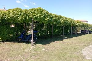 Venturina appartamento loc azione