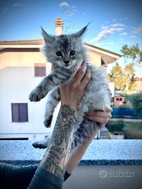 Cuccioli maine coon con pedigree AFeF