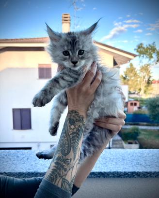 Cuccioli maine coon con pedigree AFeF