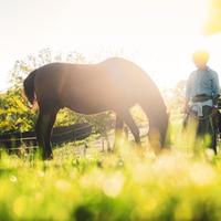 Cavallo in mezza fida