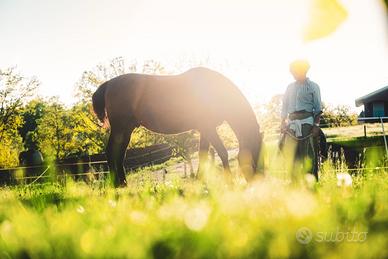 Cavallo in mezza fida