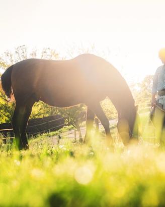 Cavallo in mezza fida