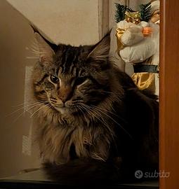 Cuccioli di Maine coon