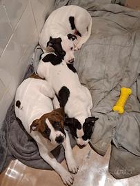 Cuccioli di pitbull (amstaff)