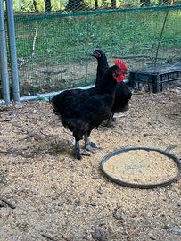 Galli e galline Marans
