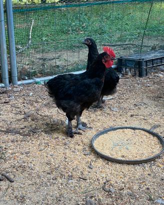 Galli e galline Marans