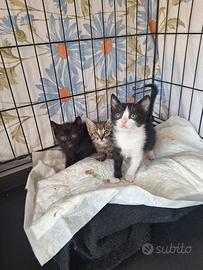 Gattini 2 mesi