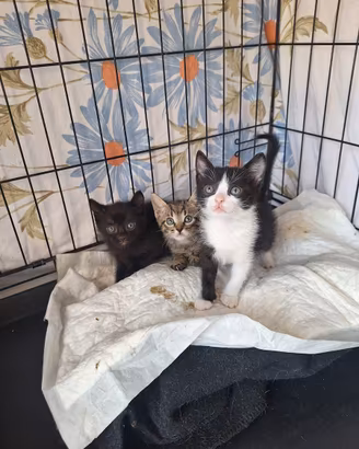 Gattini 2 mesi