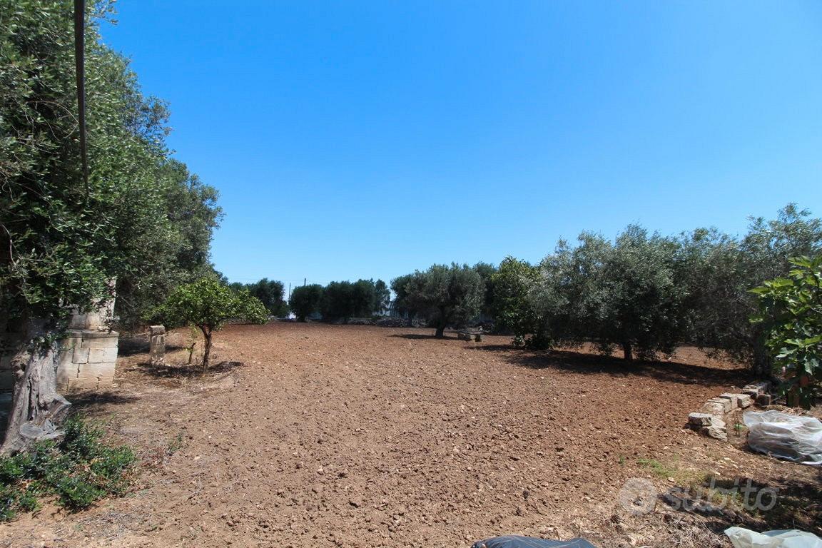 Terreno con trullo c.da Neviera San Marzano di S.G - Vista 4