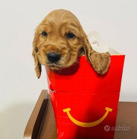 Cuccioli cocker