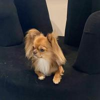 Chihuahua maschio per accoppiamento