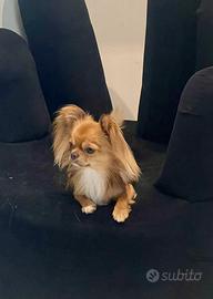 Chihuahua maschio per accoppiamento