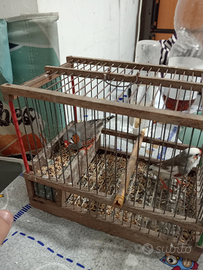 Pappagalli e bianchilini