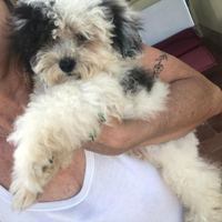 Cucciolo di barboncino toy