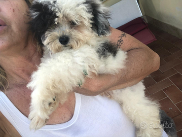 Cucciolo di barboncino toy