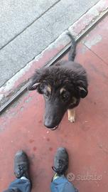 Cucciolo meticcio