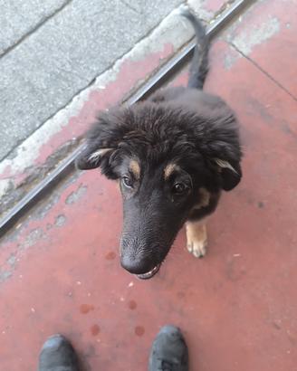 Cucciolo meticcio