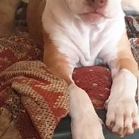 Cuccioli American Pitbull Terrier 9 mesi e mezzo