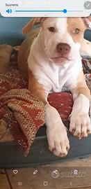 Cuccioli American Pitbull Terrier 9 mesi e mezzo