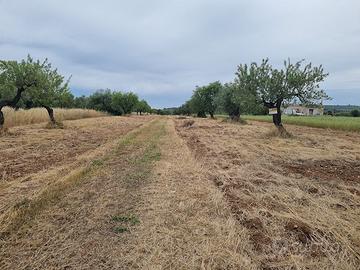 Terreno di mq 7614 in agro di CRISPIANO
