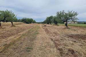 Terreno di mq 7614 in agro di CRISPIANO