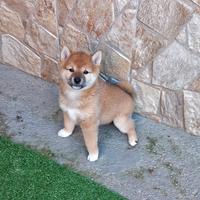Shiba inu cucciola pedigree Enci
